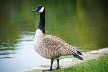 Canada Goose next to a lake