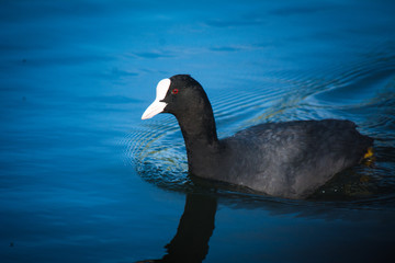 Coot on the blue water