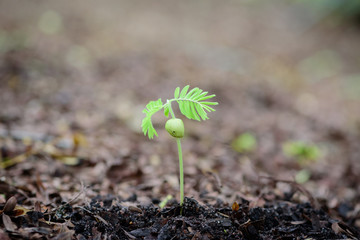 Sapling of the tree  on soil,sapling.Growing plants. Plant seedling.