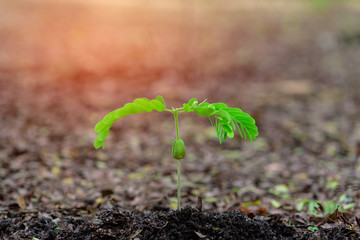 Sapling of the tree  on soil,sapling.Growing plants. Plant seedling.