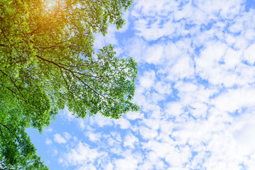 Beautiful tree on blue sky background,Tree top
