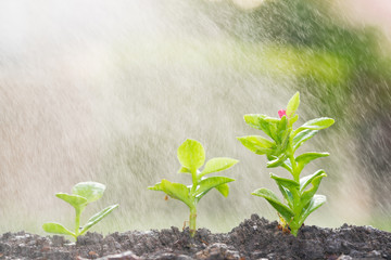 Watering small trees with water spray - save water concept.
