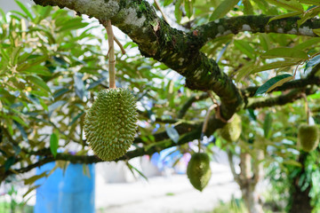 Durian tree, Fresh durian fruit on tree  Durians are the king of fruits