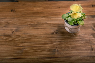 Viola pansy flowers on wooden background
