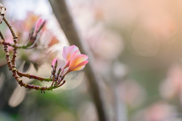 Frangipani flowers on tree
