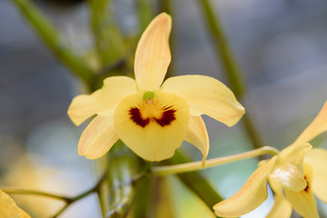 Chantaboon yellow orchid at Chanthaburi in Thailand