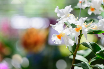 Beautiful white orchid