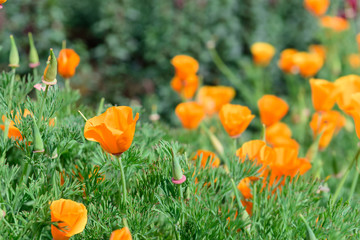 Beautiful orange poppy flowers in nature garden in Doi Inthanon Chiang mai Thailand