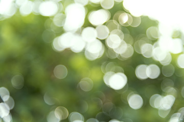Obraz premium Green summer bokeh for background