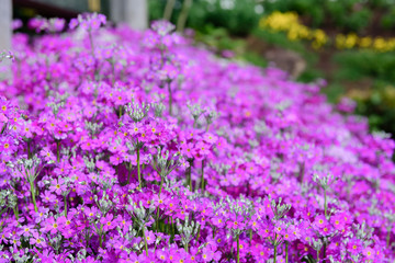 Obraz premium Beautiful purple flowers in nature garden in Doi Inthanon Chiang mai Thailand