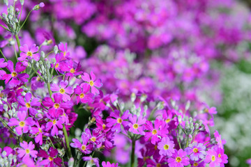 Obraz premium Beautiful purple flowers in nature garden in Doi Inthanon Chiang mai Thailand