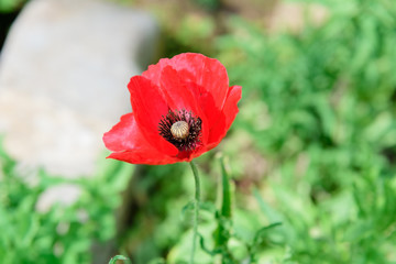 Beautiful red poppy flowers in nature garden in Doi Inthanon Chiang mai Thailand