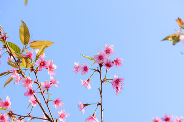 Beautiful  sakura flowers in nature garden in Doi Inthanon Chiang mai Thailand