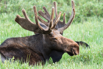 The Shiras Moose of Colorado