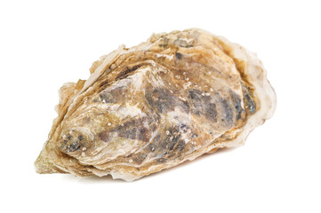 fresh raw oyster