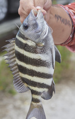 sheepshead fish just caught and being held by fisherman