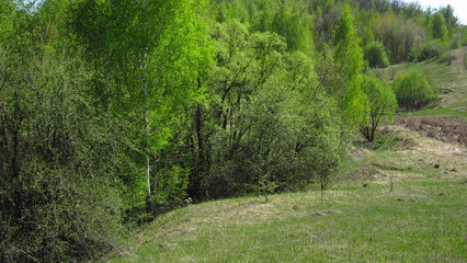 Obraz premium Весенний пейзаж, деревья и кустарник на склоне холма