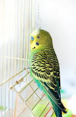 Budgerigar on the birdcage. Budgie © lusyaya