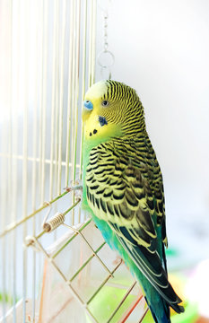 Fototapeta Budgerigar on the birdcage. Budgie