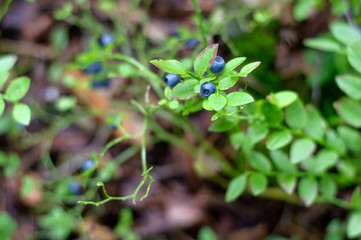 Wild berries on a green vegetative background in wood