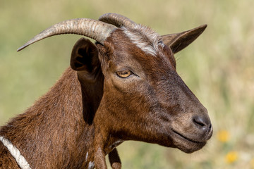 Brown goat