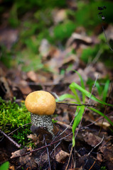 Orange cap bolete mushrooms growing in green forest