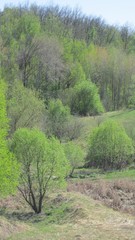 Fototapeta na wymiar Весенний пейзаж, деревья и кустарник на склоне холма