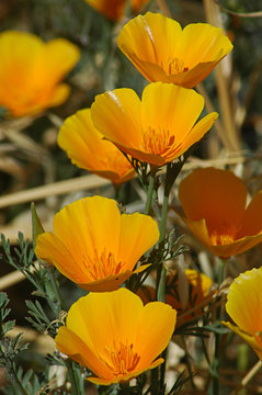 Bright California poppies or Eschscholzia californica in a sunny morning, beautiful yellow flowers covering meadows and mountains and blossoming in the spring months in Tenerife, Canary Islands, Spain