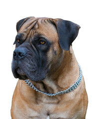 Closeup portrait of a rare breed of dog - South African Boerboel (South African Mastiff) on a white background, isolated