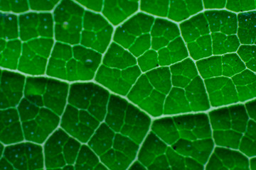 Close up blur on green leaf texture