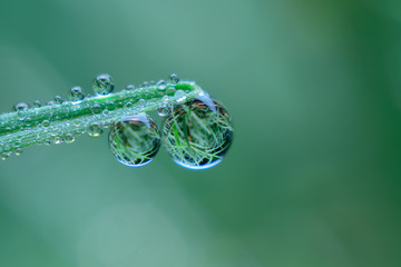 Morning dew drops on fresh grass in garden.