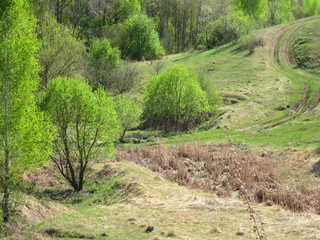Весенний пейзаж, деревья и кустарник на склоне холма