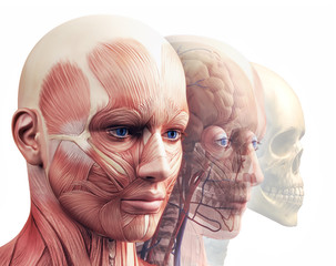 anatomic head © adimas