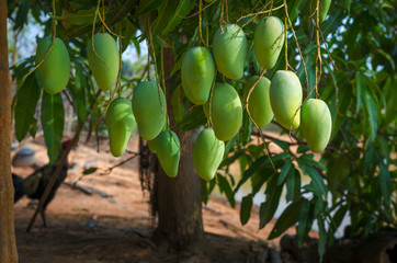 green mangos on tree.