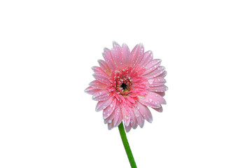 Beautiful pink gerbera with drops  on white background