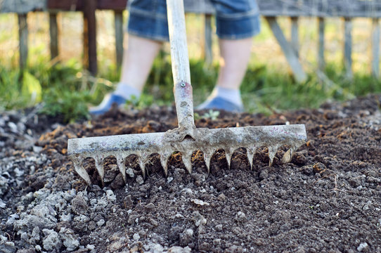Woman loosening garden beds with old rusty rake