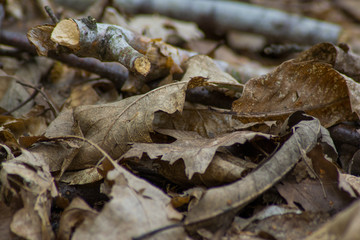 Firest Floor