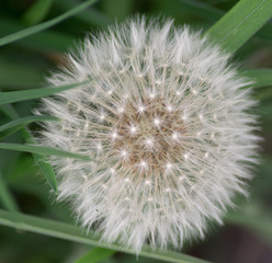 Fototapeta premium Flffy Dandelion