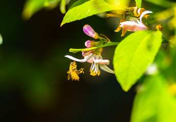 Bee with lemon pollen feet