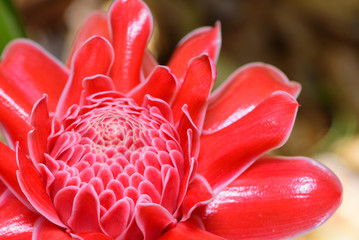 Torch Ginger flower