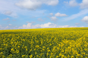  Field of Brassica napus with sky. Czech landscape