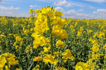 Obraz premium Field of Brassica napus with sky. Close up photo. Czech landscape