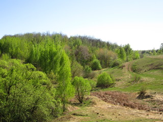Fototapeta na wymiar Весенний пейзаж, деревья и кустарник на склоне холма