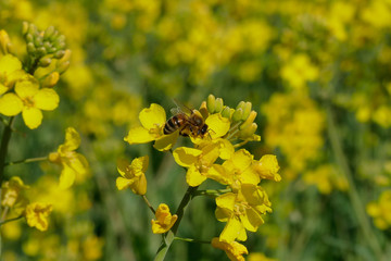 rapefield with bee