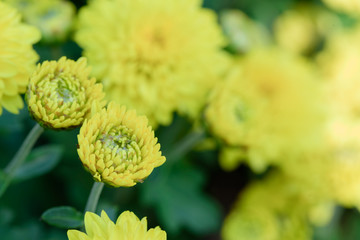 The yellow flowers