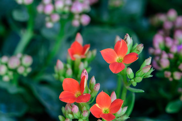 Kalanchoe flower