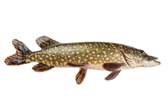 raw pike isolated