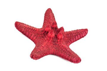 red sea star