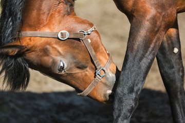 Obraz premium The male horse is scratching its leg close up