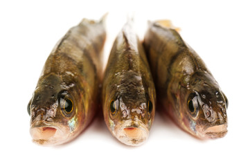 three perch fish